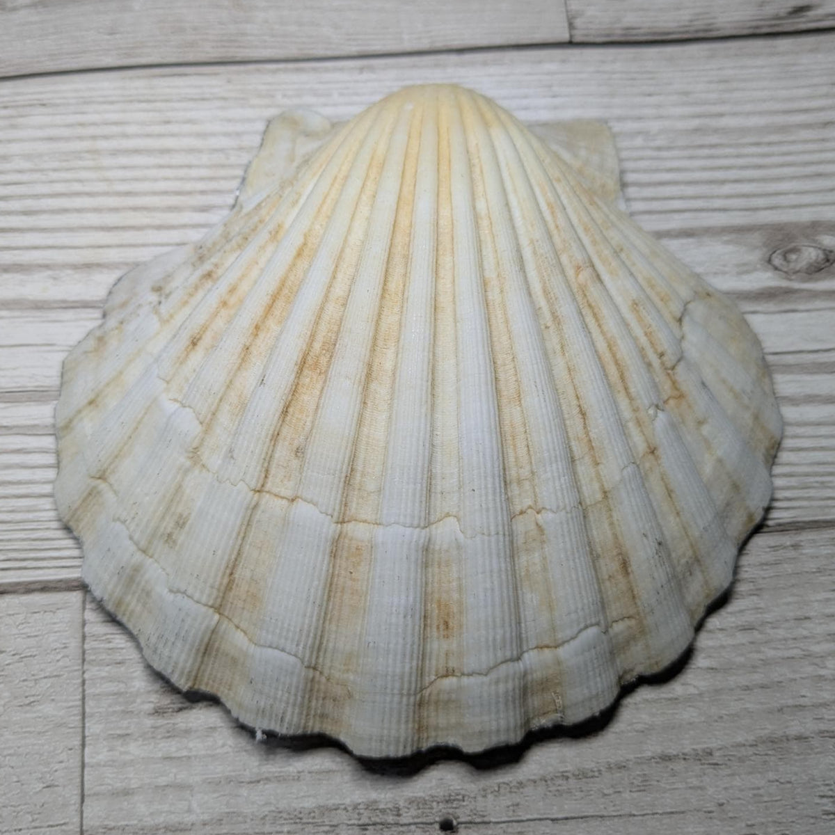 Black & White Floral Scallop Shell